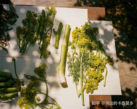 罗盘草|14. 罗盘草：餐桌上的避孕药